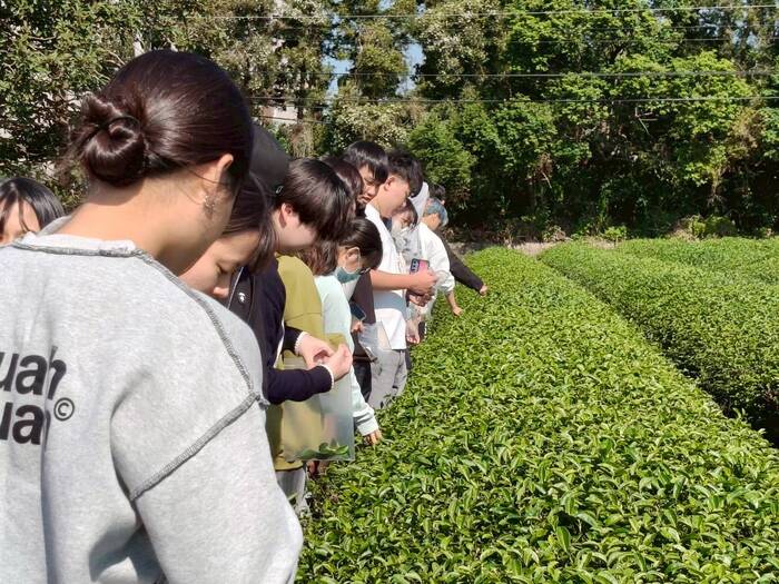 聯合八甲茶園環境永續生態探索之旅圖片