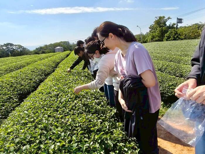聯合八甲茶園環境永續生態探索之旅圖片