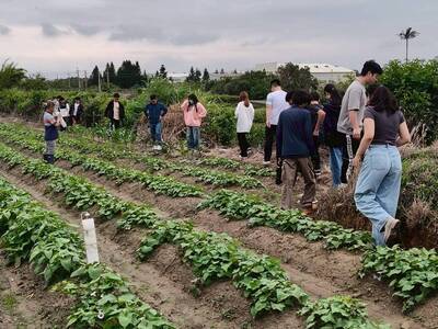 甘藷蟻象防治實務與蠶繭花DIY圖片