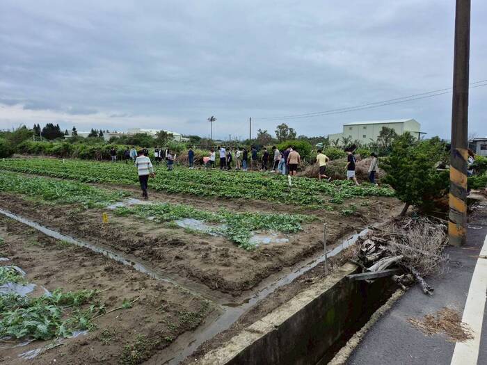 甘藷蟻象防治實務與蠶繭花DIY圖片