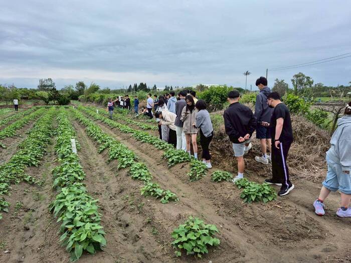 甘藷蟻象防治實務與蠶繭花DIY圖片