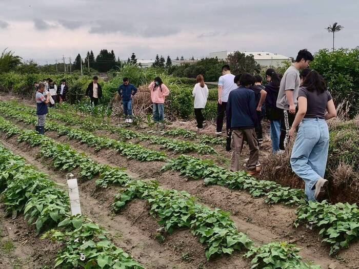 甘藷蟻象防治實務與蠶繭花DIY圖片