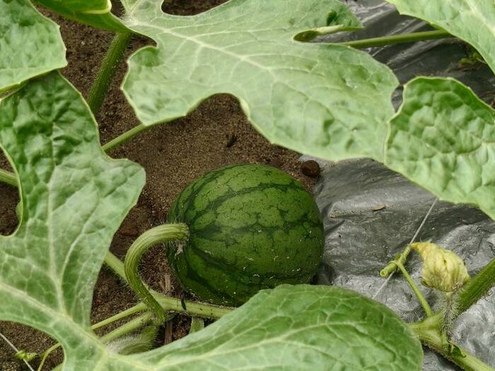 甘藷蟻象防治實務與蠶繭花DIY圖片