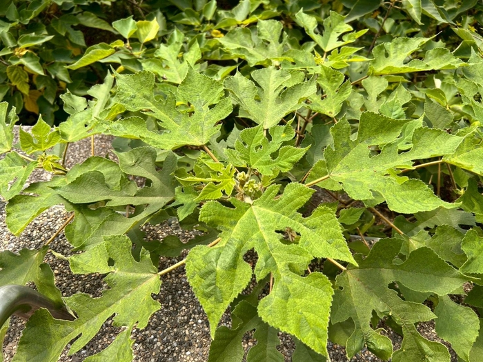 食農校育－虎頭山公園生態導覽暨神社探索圖片
