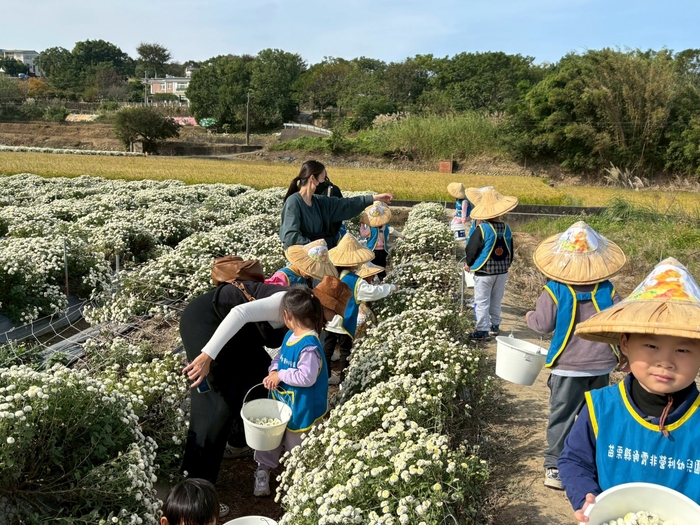 「菊香小旅人」--走讀在地杭菊文化體驗課程圖片