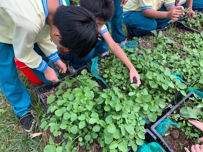 冬季是栽種蘿蔔的好季節圖片