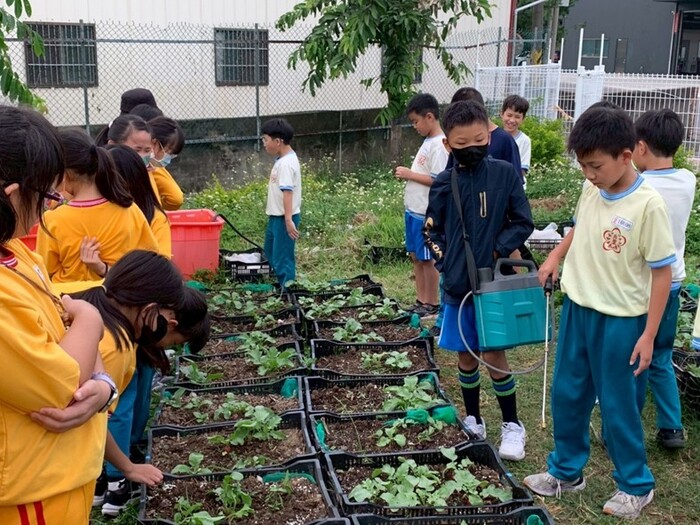 冬季是栽種蘿蔔的好季節圖片