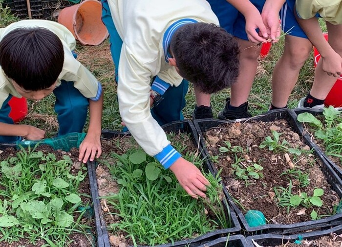 冬季是栽種蘿蔔的好季節圖片
