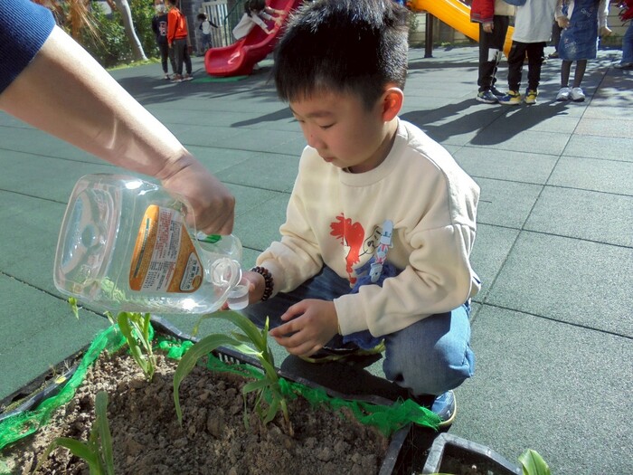 木光之乘-玉米筍種植圖片