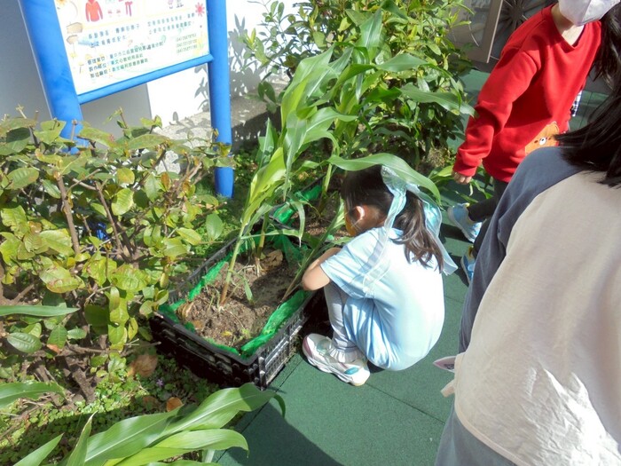 木光之乘-玉米筍種植圖片