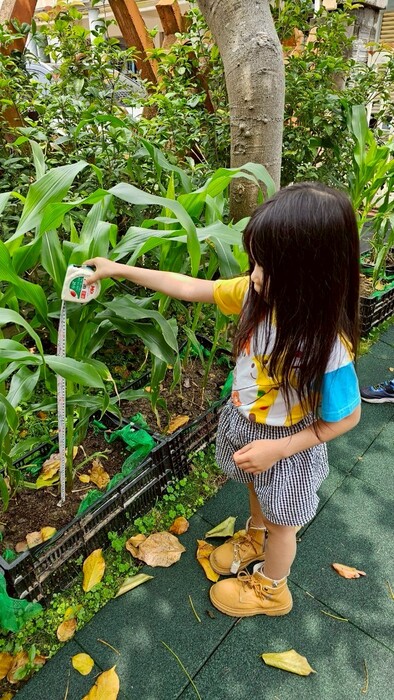 木光之乘-玉米筍種植圖片