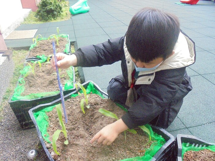 木光之乘-玉米筍種植圖片