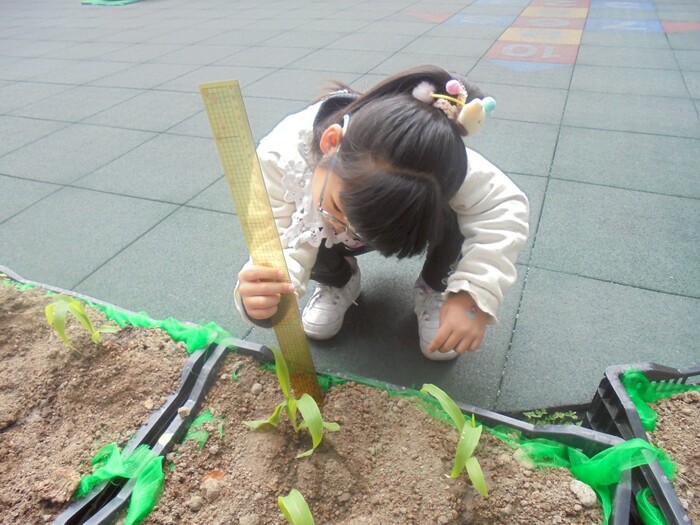 木光之乘-玉米筍種植圖片