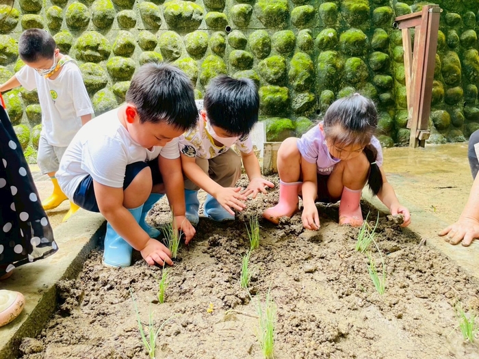 食農教育-「蔥蔥樂園小廚師」——蔥香滿園種植趣圖片