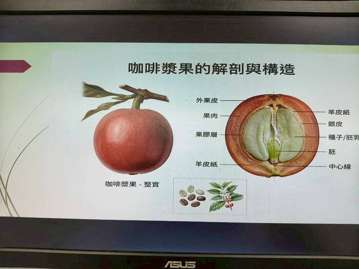 咖啡的基本知識圖片