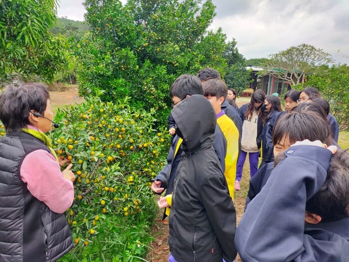 友善耕作柑桔類園區-淺森林農場圖片