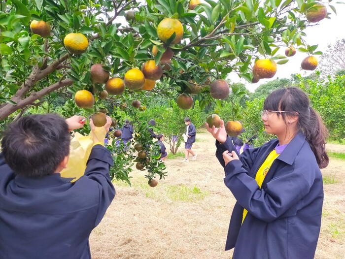 友善耕作柑桔類園區-淺森林農場圖片