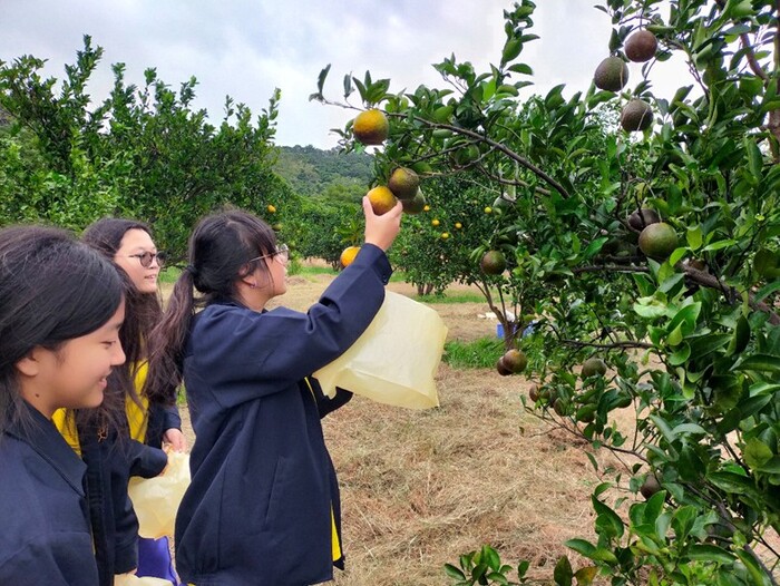 友善耕作柑桔類園區-淺森林農場圖片