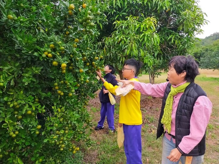 友善耕作柑桔類園區-淺森林農場圖片