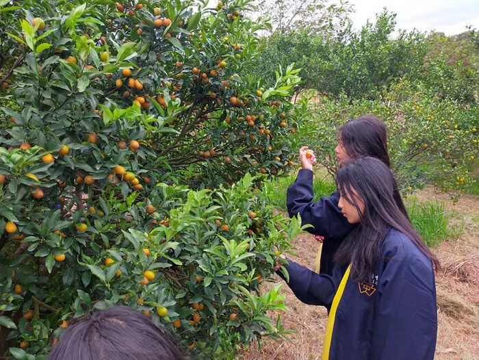 友善耕作柑桔類園區-淺森林農場圖片