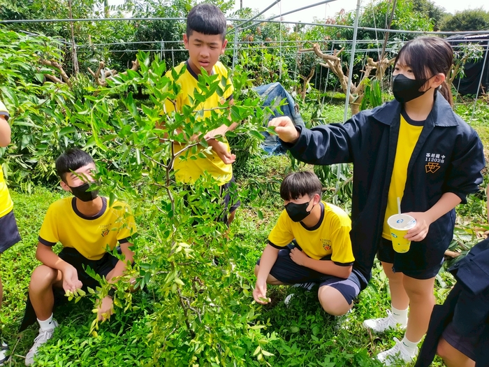 榮之家─台中1號芒果園芭樂園圖片