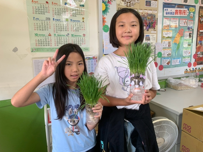 綠色療癒力-小麥草汁圖片